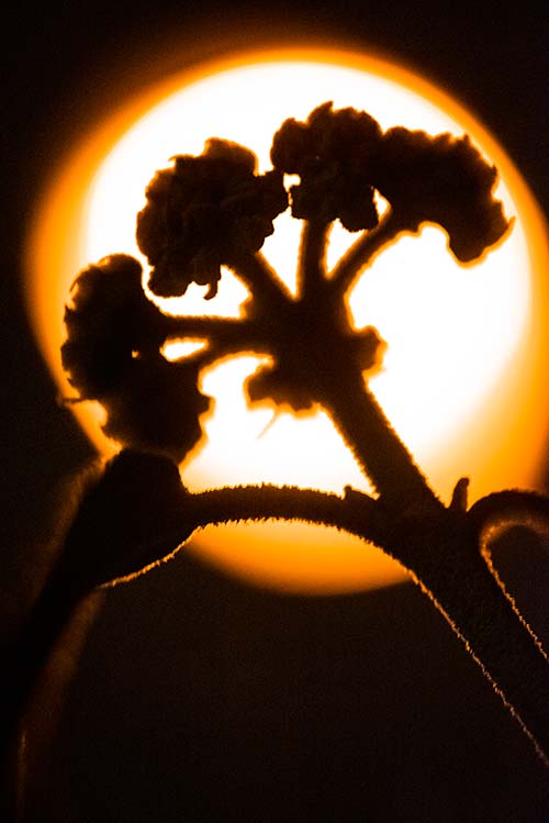 silhouette eachdaycounts challenge jeder Tag zählt jeden ein Bild lampe nacht straubing bayern deutschland pflanze bokeh Dominik Dirschmid Fotografie my framed art myframed myframedart fotograf fotografie projekte