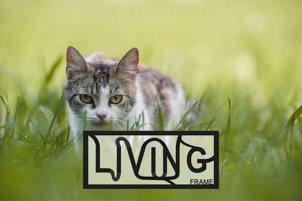 Living Frame My framed Art Dominik Dirschmid Fotografie Fotograf Myframed myframedart Katze Gras Bokeh