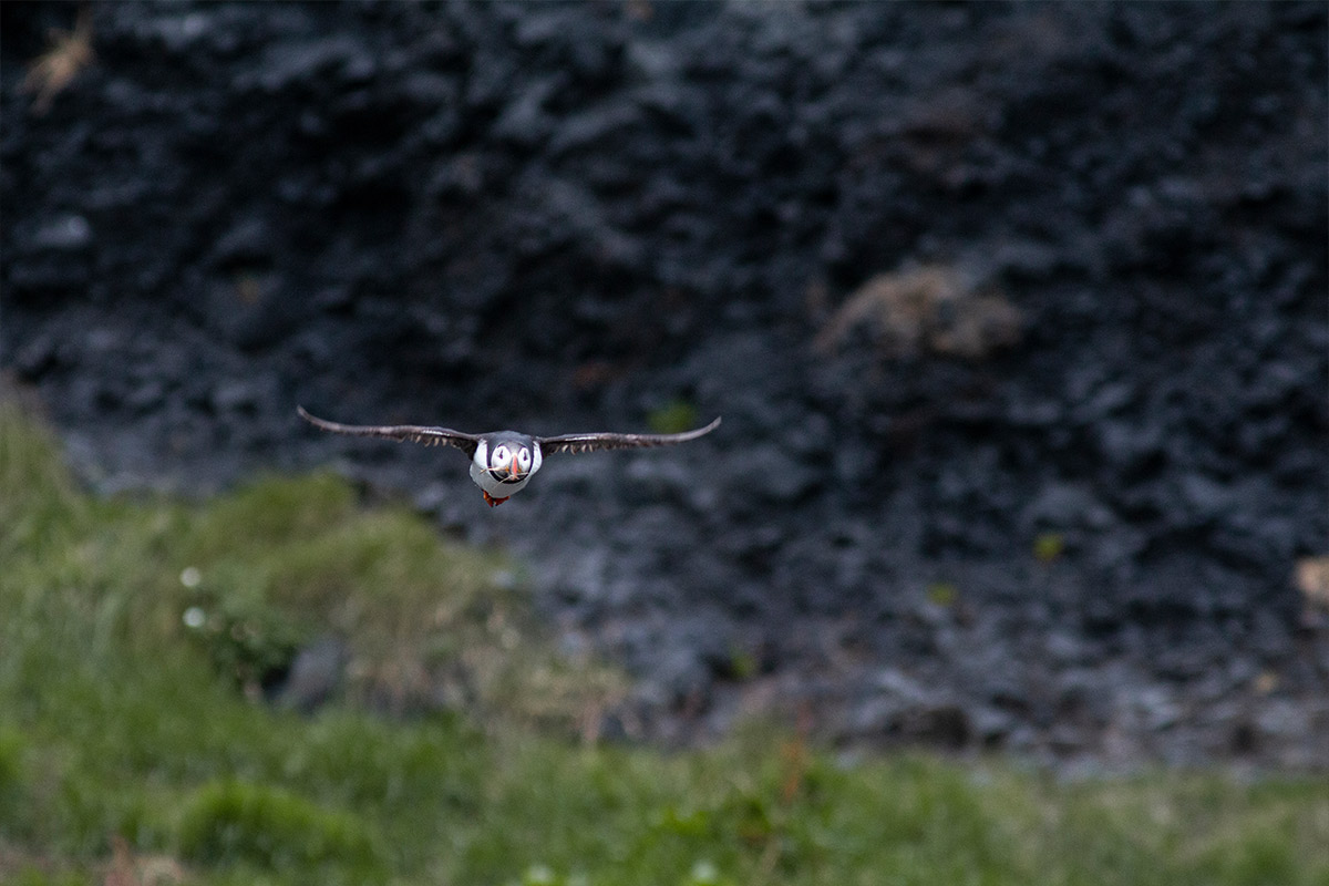 Projekte Island Tierwelt Dominik Dirschmid Fotografie Fotograf Natur Website Wildlife Wildleben My framed Art Myframed Myframedart Vogel Papageientaucher Flug Halm Bokeh