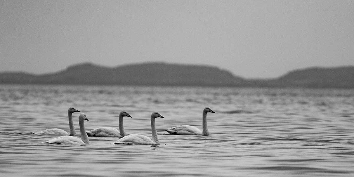 Projekte Island Tierwelt Dominik Dirschmid Fotografie Fotograf Natur Website Wildlife Wildleben My framed Art Myframed Myframedart Schwan SW Meer