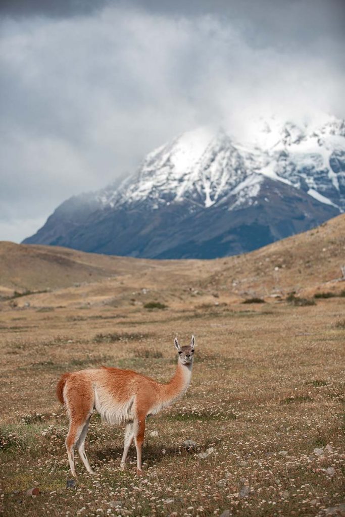 Patagonien Tierwelt Domink Dirschmid Fotografie Fotograf My framed Art myframed myframedart südamerika wildlife wildleben Weide Landschaft Alpaka Alpaca Herde