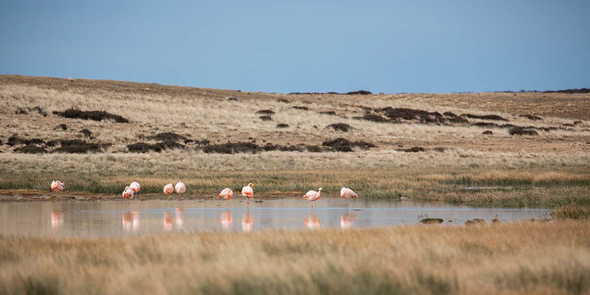 Patagonien Tierwelt Domink Dirschmid Fotografie Fotograf My framed Art myframed myframedart südamerika wildlife wildleben Flamingos See Steppe Flamingo