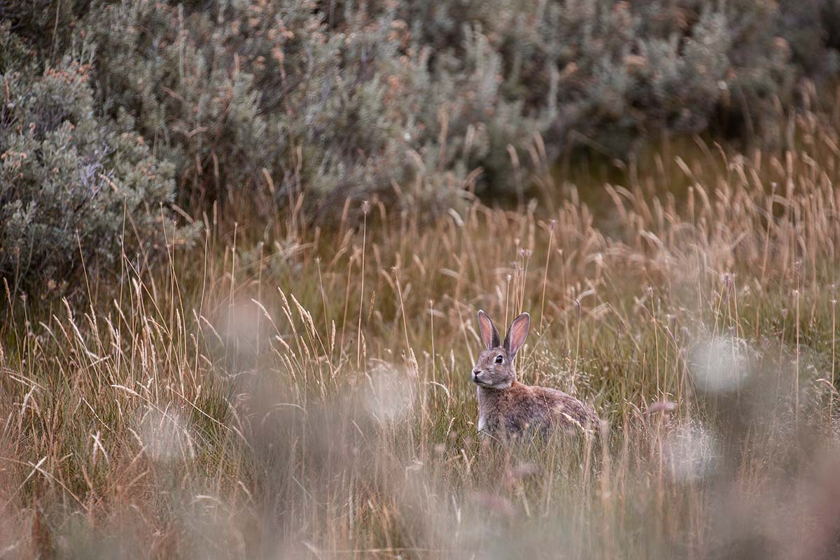 Patagonien Tierwelt Domink Dirschmid Fotografie Fotograf My framed Art myframed myframedart südamerika wildlife wildleben Hase Gras National Park