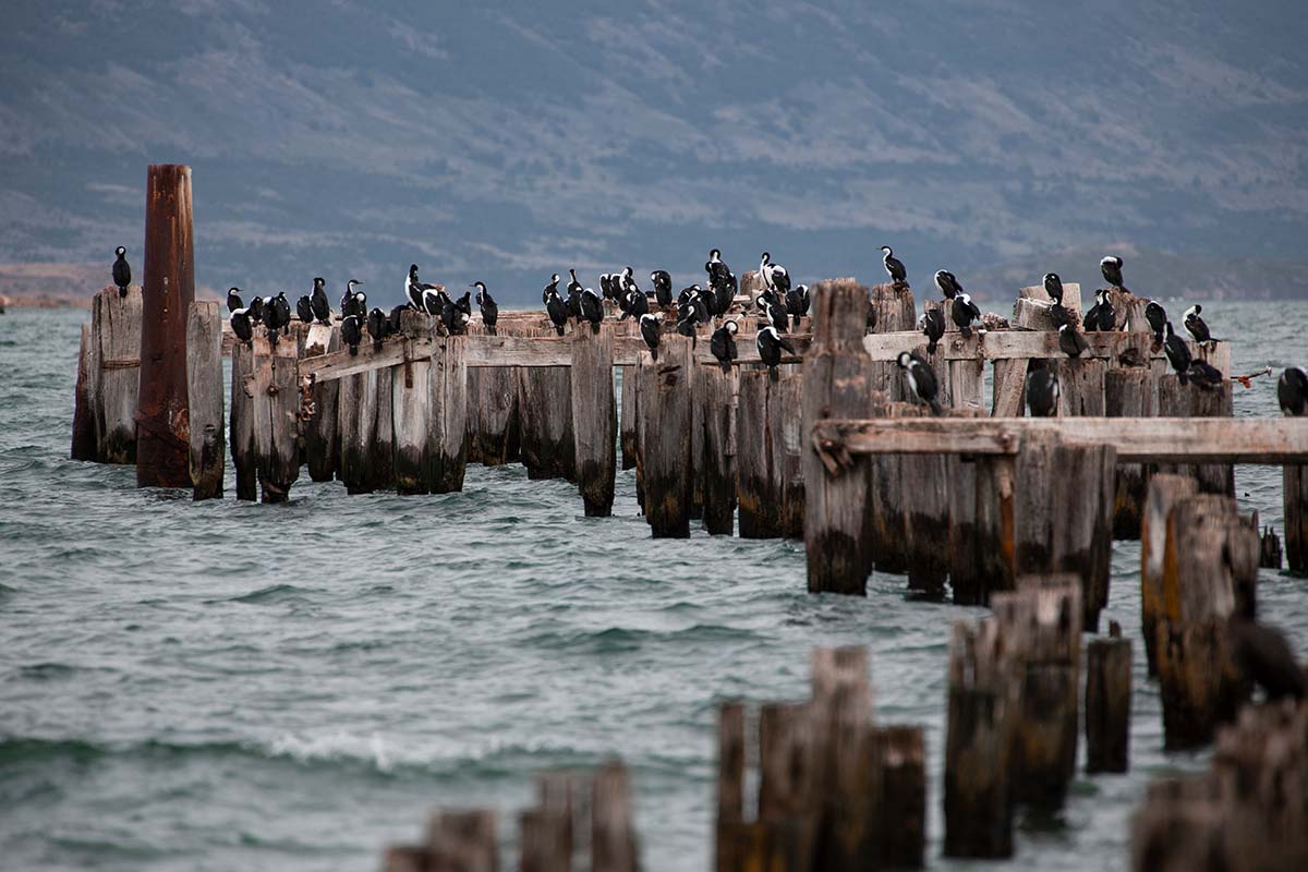 Patagonien Tierwelt Domink Dirschmid Fotografie Fotograf My framed Art myframed myframedart südamerika wildlife wildleben Stelzen Hafen Meer Vogel Vögel