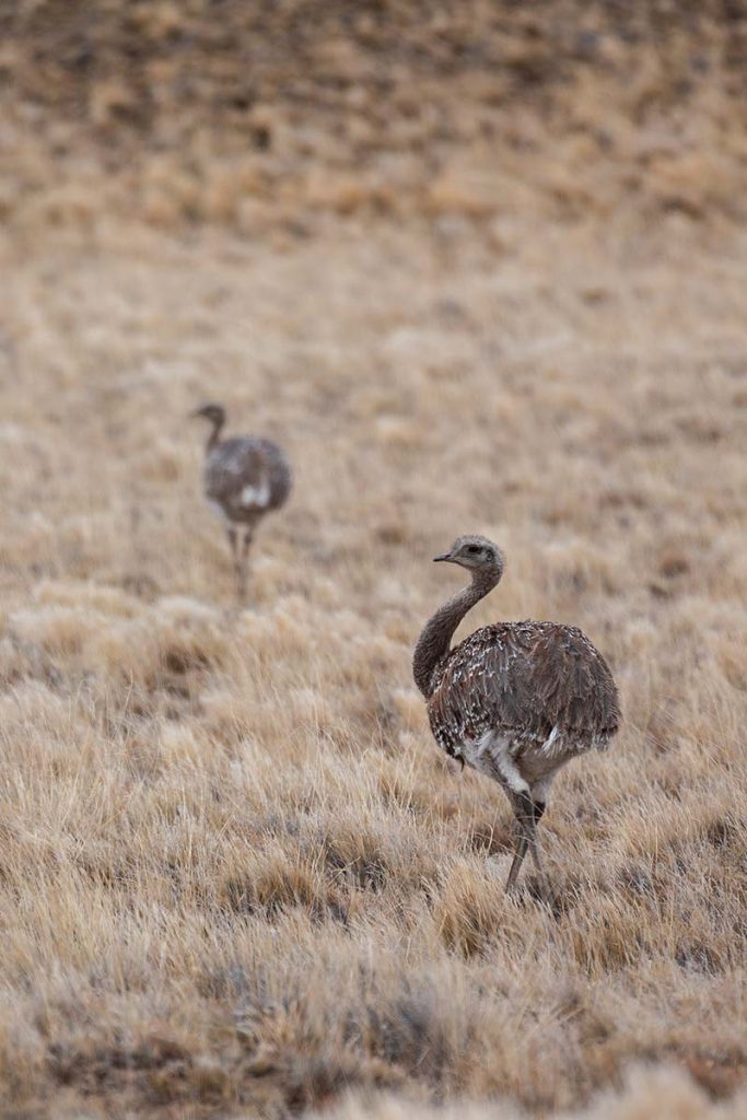 Patagonien Tierwelt Domink Dirschmid Fotografie Fotograf My framed Art myframed myframedart südamerika wildlife wildleben strauss strauß steppe wiese