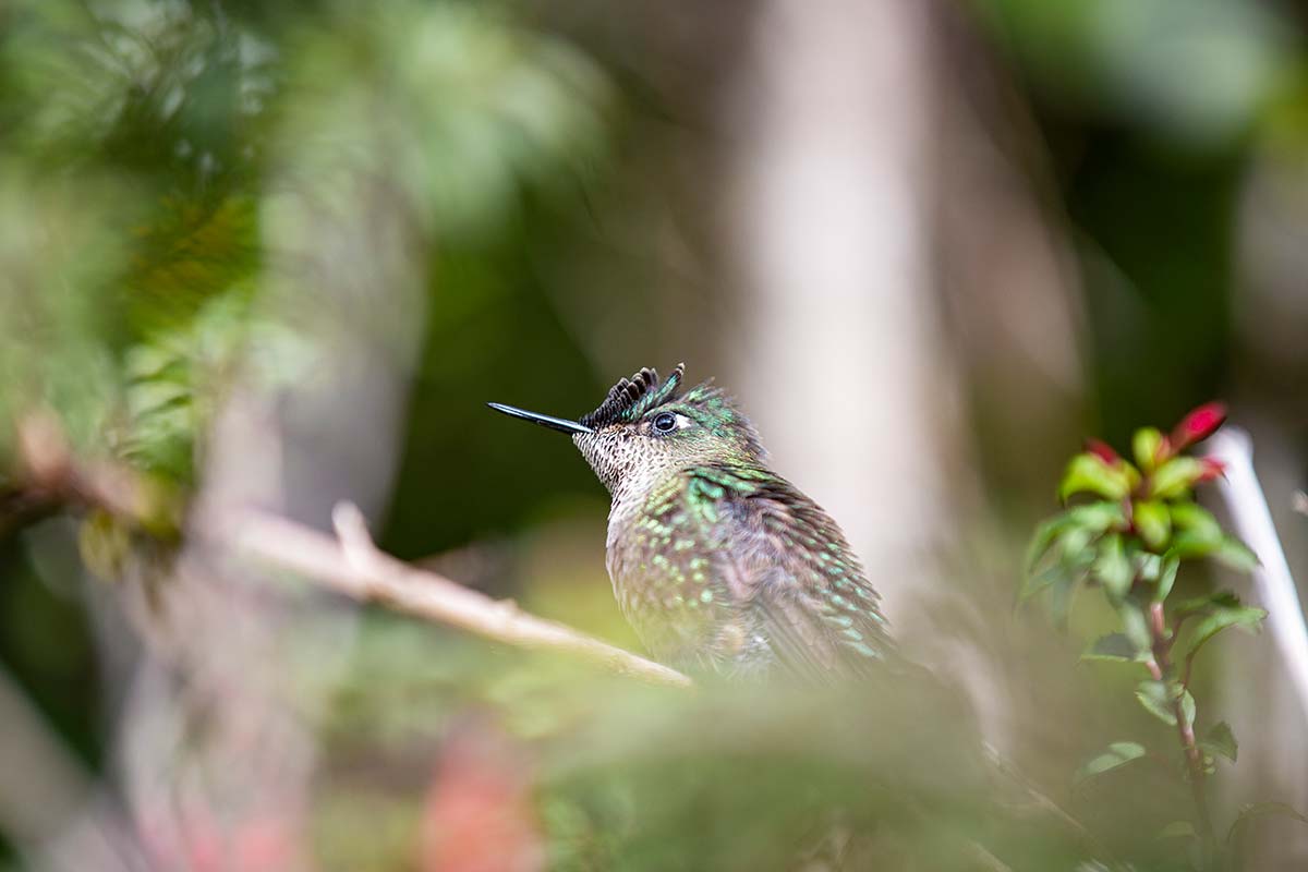 Patagonien Tierwelt Domink Dirschmid Fotografie Fotograf My framed Art myframed myframedart südamerika wildlife wildleben Vogel Kolibri Grün