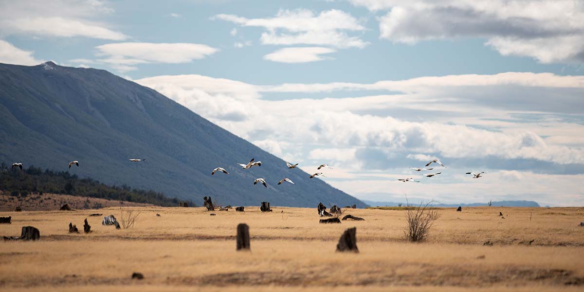 Patagonien Tierwelt Domink Dirschmid Fotografie Fotograf My framed Art myframed myframedart südamerika wildlife wildleben vögel steppe