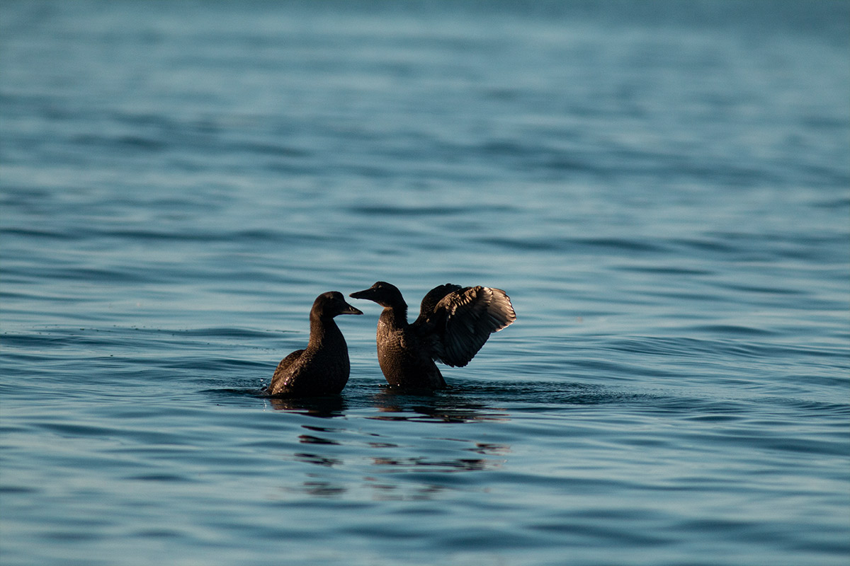 Projekte Island Tierwelt Dominik Dirschmid Fotografie Fotograf Natur Website Wildlife Wildleben My framed Art Myframed Myframedart Vogel Vögel Wasser Meer Silhuette