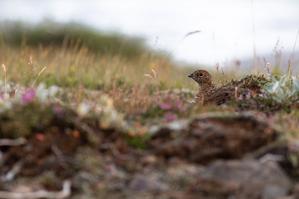 Projekte Island Tierwelt Dominik Dirschmid Fotografie Fotograf Natur Website Wildlife Wildleben My framed Art Myframed Myframedart Vogel Wiese Nest Blumen