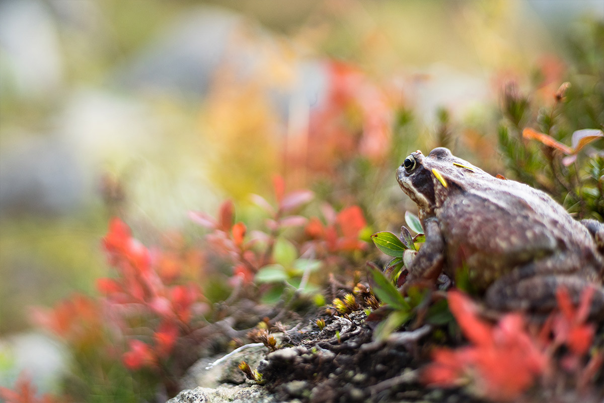 Projekte Norwegen Tierwelt Wildlife Wildleben Natur Dominik Dirschmid Fotografie My framed Art Myframed MyframedArt Foto Bild München Website Frosch Berge