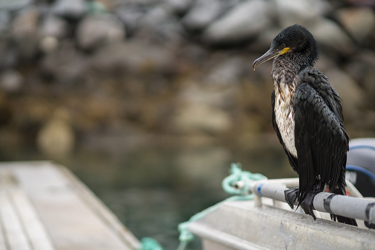 Projekte Norwegen Tierwelt Wildlife Wildleben Natur Dominik Dirschmid Fotografie My framed Art Myframed MyframedArt Foto Bild München Website Vogel Boot Meer Fjord Hafen Fähre Kormoran