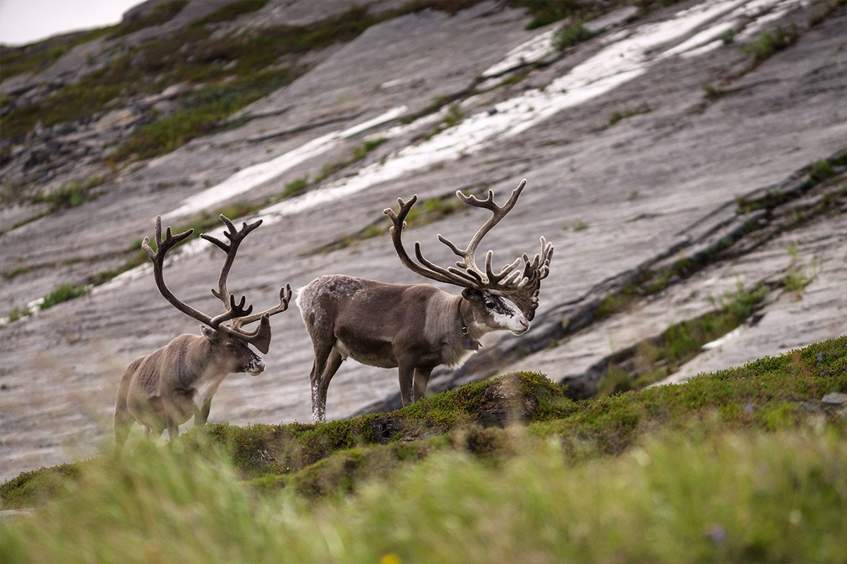 Projekte Norwegen Tierwelt Dominik Dirschmid Fotografie Natur Wildlife Wildleben Fotograf My Framed Art Myframed Myframedart Foto Bild München Website Rehntier