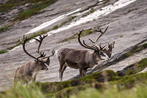 Vorschau Projekte Norwegen Tierwelt Dominik Dirschmid Fotografie Natur Wildlife Wildleben Fotograf My Framed Art Myframed Myframedart Foto Bild München Website Rehntier