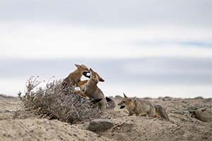 Projekte Patagonien Dominik Dirschmid Fotografie Fotograf Myframed Art My framed Art Vorschau Tierwelt Südamerika Füchse Wildlife Wildleben