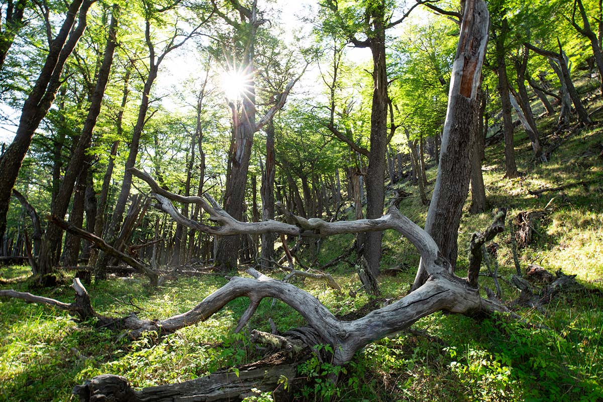 Projekte Patagonien Landschaft Südamerika Dominiik Dirschmid Fotografie Fotograf München Munich Photo Foto My framed Art Myframed Art myframedart Website Wald Sonne Sonnenstern Natur