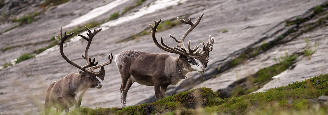 Vorschau Projekte Norwegen Tierwelt Dominik Dirschmid Fotografie Fotograf My framed Art Myframed myframedart Website Foto Natur Wildlife Wildleben Rehntier