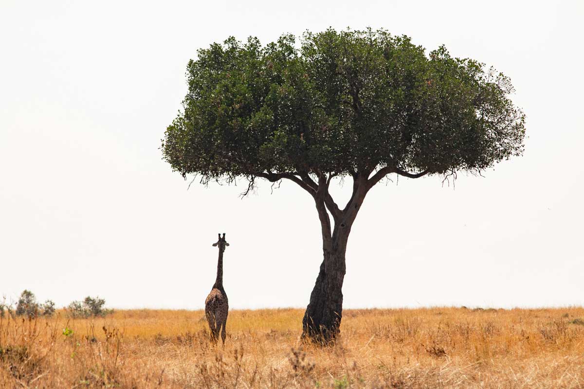 Projekte Kenia Landschaft Dominik Dirschmid Fotografie Fotograf Foto Natur Steppe Giraffe Baum Savanne Wildife Wildleben