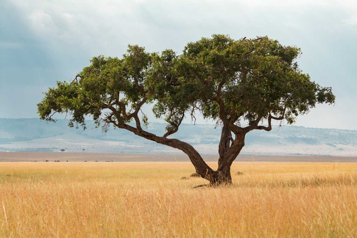 Projekte Kenia Landschaft Dominik Dirschmid Fotografie Fotograf Foto Natur Steppe Baum Savanne Sonne Wolken Weite