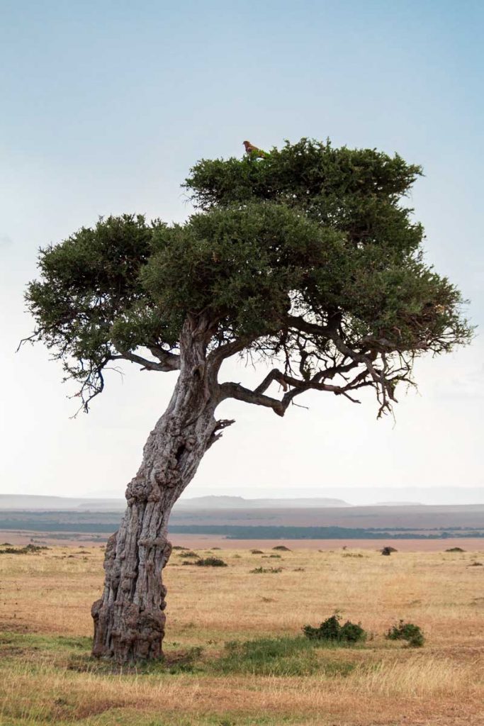 Projekte Kenia Landschaft Dominik Dirschmid Fotografie Fotograf Foto Natur Steppe Baum Savanne Weite alt Vogel