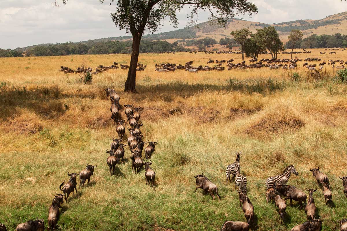 Projekte Kenia Landschaft Dominik Dirschmid Fotografie Fotograf Foto Natur Steppe Gnu Herde Savanne Baum Fluss Flussüberquerung Zebra