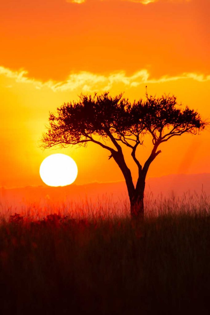 Projekte Kenia Landschaft Dominik Dirschmid Fotografie Fotograf Foto Natur Steppe Sonnenaufgang Sonnenuntergang Sonne Baum Sillhuette