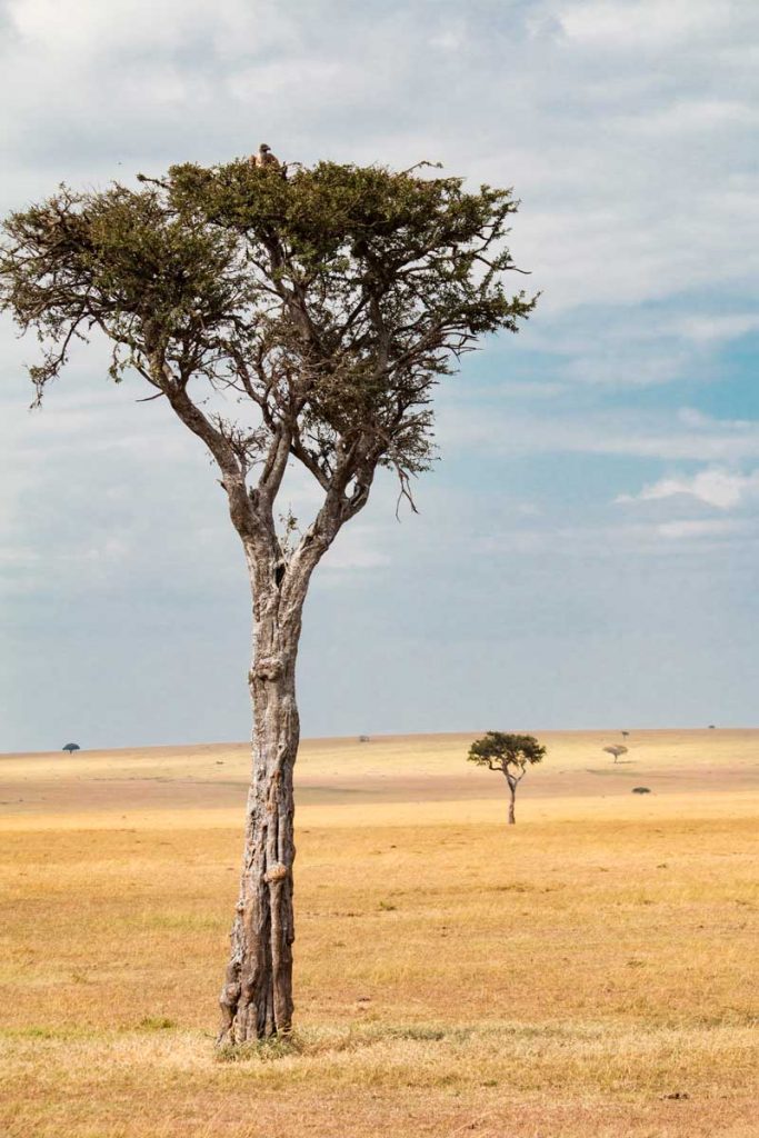 Projekte Kenia Landschaft Dominik Dirschmid Fotografie Fotograf Foto Natur Steppe Baum Vogel Wildlife Savanne Weite