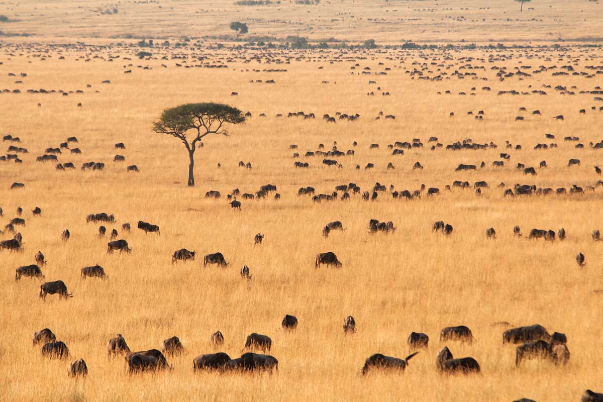 Projekte Kenia Landschaft Dominik Dirschmid Fotografie Fotograf Foto Natur Steppe Gnu Wiese Weise Savanne