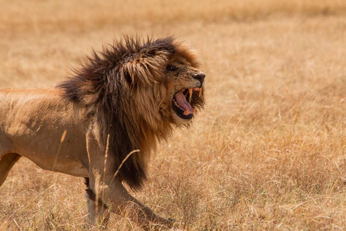 Projekte Kenia Tierwelt Dominik Dirschmid Fotografie Fotograf Natur Website Wildlife Wildleben My framed Art Myframed Myframedart Masai Mara Löwe fauchen brüllen Zähne Revier Mähne