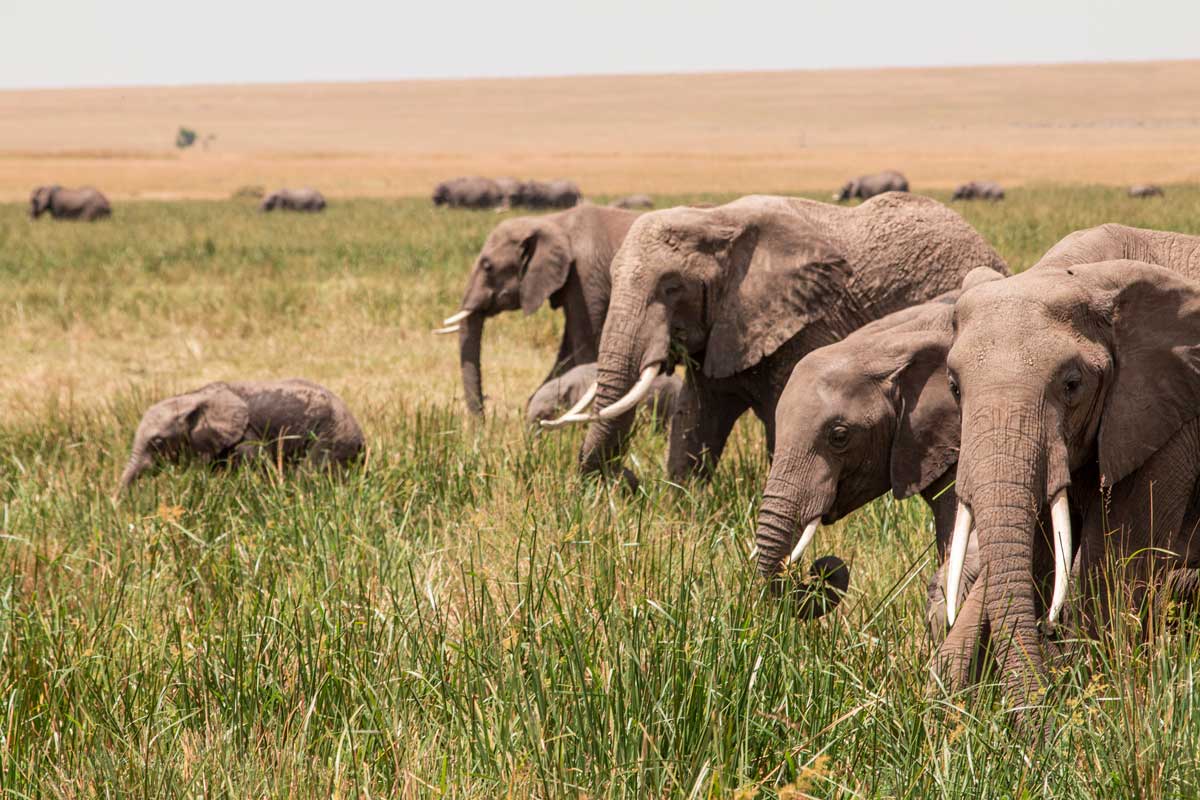 Projekte Kenia Tierwelt Dominik Dirschmid Fotografie Fotograf Natur Website Wildlife Wildleben My framed Art Myframed Myframedart Masai Mara Elefant Gruppe Steppe Wüste Gras Baby