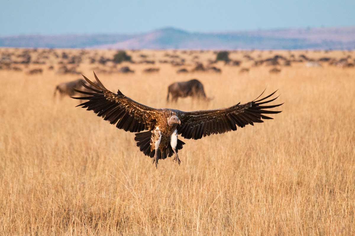 Projekte Kenia Tierwelt Dominik Dirschmid Fotografie Fotograf Natur Website Wildlife Wildleben My framed Art Myframed Myframedart Masai Mara Geier Steppe Landung Flügel