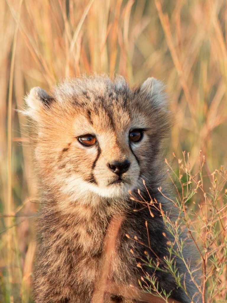 Projekte Kenia Tierwelt Dominik Dirschmid Fotografie Fotograf Natur Website Wildlife Wildleben My framed Art Myframed Myframedart Masai Mara Gepard Baby Gras