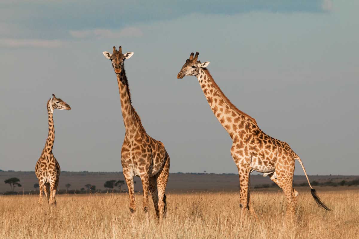 Projekte Kenia Tierwelt Dominik Dirschmid Fotografie Fotograf Natur Website Wildlife Wildleben My framed Art Myframed Myframedart Masai Mara Giraffe Giraffen Morgenlicht