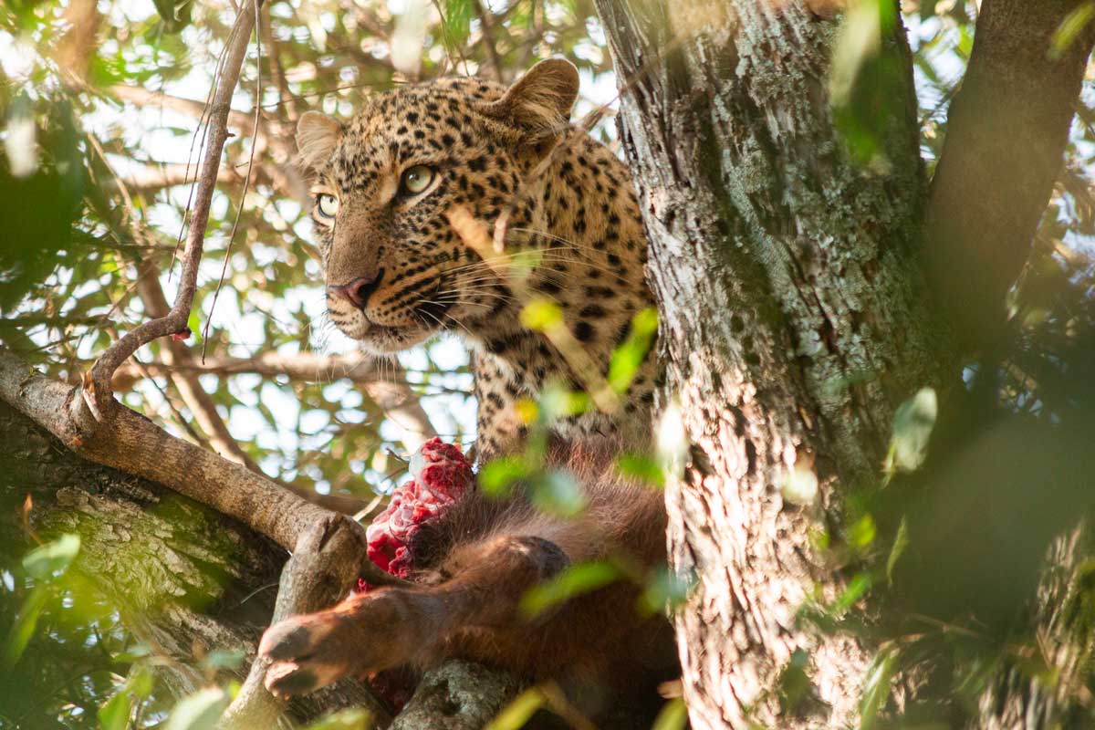 Projekte Kenia Tierwelt Dominik Dirschmid Fotografie Fotograf Natur Website Wildlife Wildleben My framed Art Myframed Myframedart Masai Mara Leopardin Beute Baum Blick