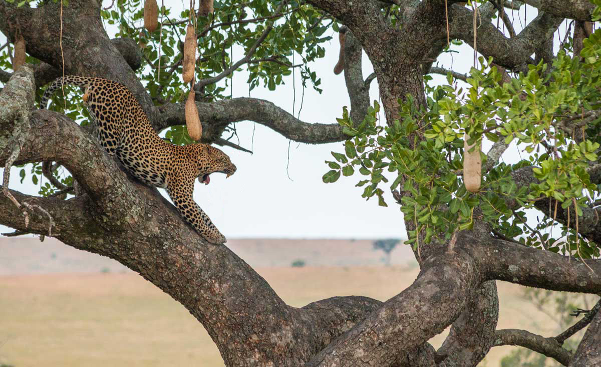 Projekte Kenia Tierwelt Dominik Dirschmid Fotografie Fotograf Natur Website Wildlife Wildleben My framed Art Myframed Myframedart Masai Mara Leopard Leopardin Baum Steppe