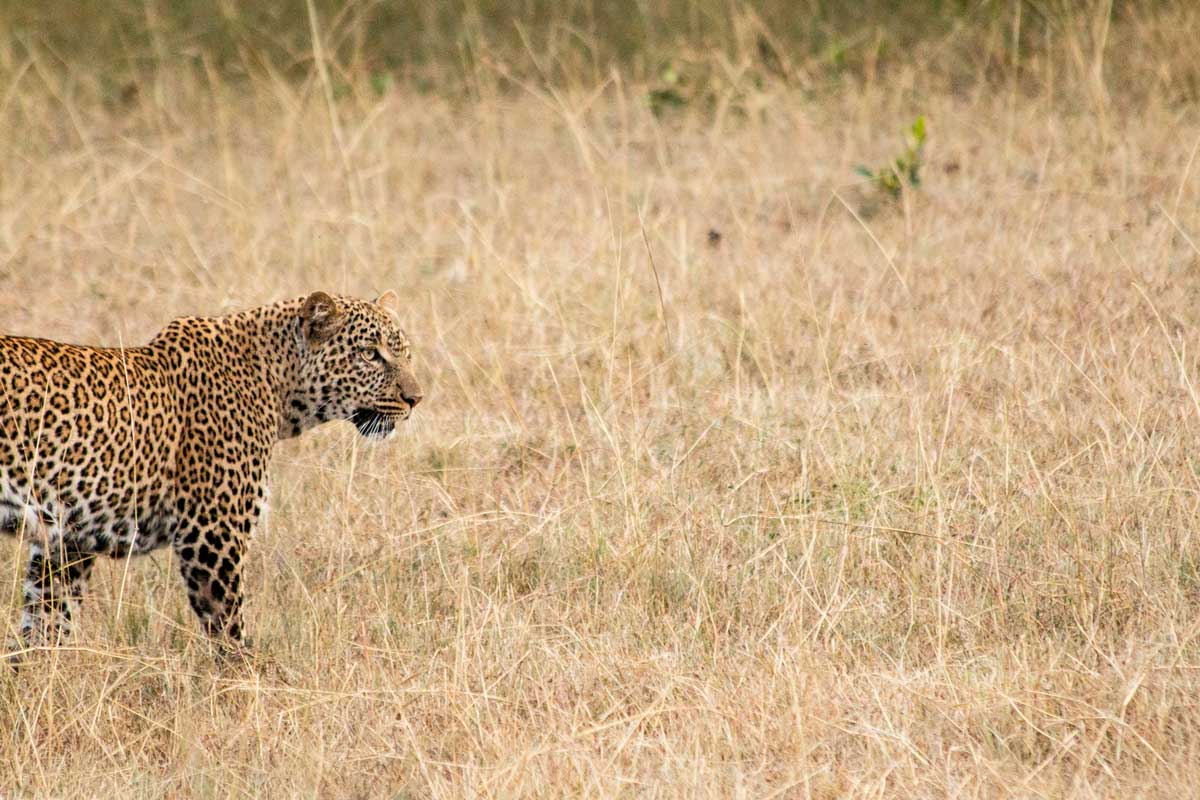 Projekte Kenia Tierwelt Dominik Dirschmid Fotografie Fotograf Natur Website Wildlife Wildleben My framed Art Myframed Myframedart Masai Mara Leopardin Leopard Steppe