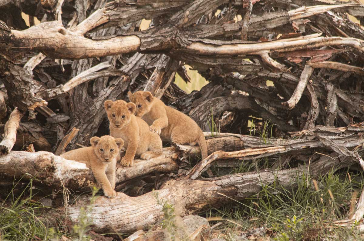 Projekte Kenia Tierwelt Dominik Dirschmid Fotografie Fotograf Natur Website Wildlife Wildleben My framed Art Myframed Myframedart Masai Mara Löwe Löwin Baby Familie