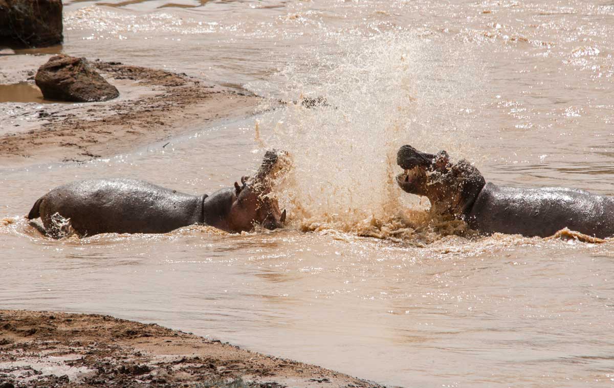 Projekte Kenia Tierwelt Dominik Dirschmid Fotografie Fotograf Natur Website Wildlife Wildleben My framed Art Myframed Myframedart Masai Mara Nilpferd Wasser Flusspferd Kampf