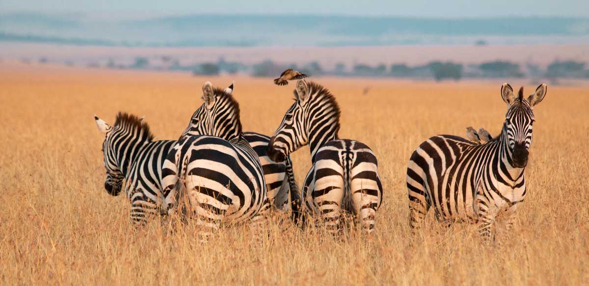 Projekte Kenia Tierwelt Dominik Dirschmid Fotografie Fotograf Natur Website Wildlife Wildleben My framed Art Myframed Myframedart Masai Mara Zebra Vogel Vögel Gras Steppe Morgenstunde