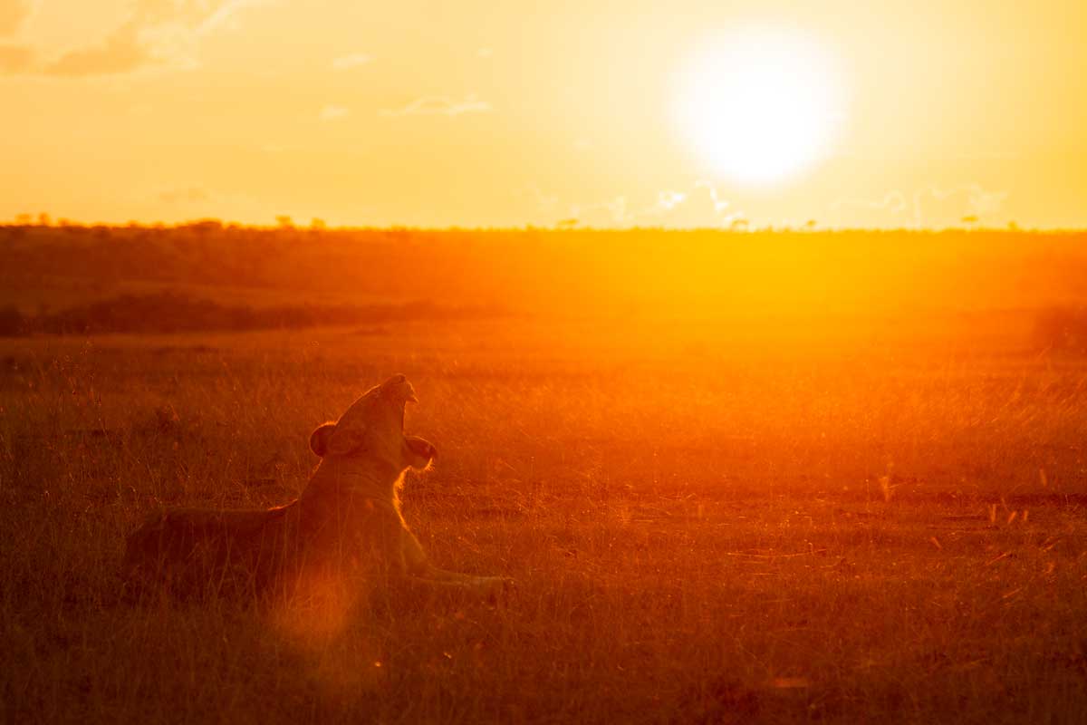 Projekte Kenia Tierwelt Dominik Dirschmid Fotografie Fotograf Natur Website Wildlife Wildleben My framed Art Myframed Myframedart Löwe Sonnenuntergang Löwin Masai Mara