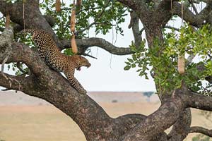 Projekte Kenia Tierwelt Dominik Dirschmid Fotografie Fotograf Natur Website Wildlife Wildleben My framed Art Myframed Myframedart Masai Mara Leopard Leopardin Baum Steppe