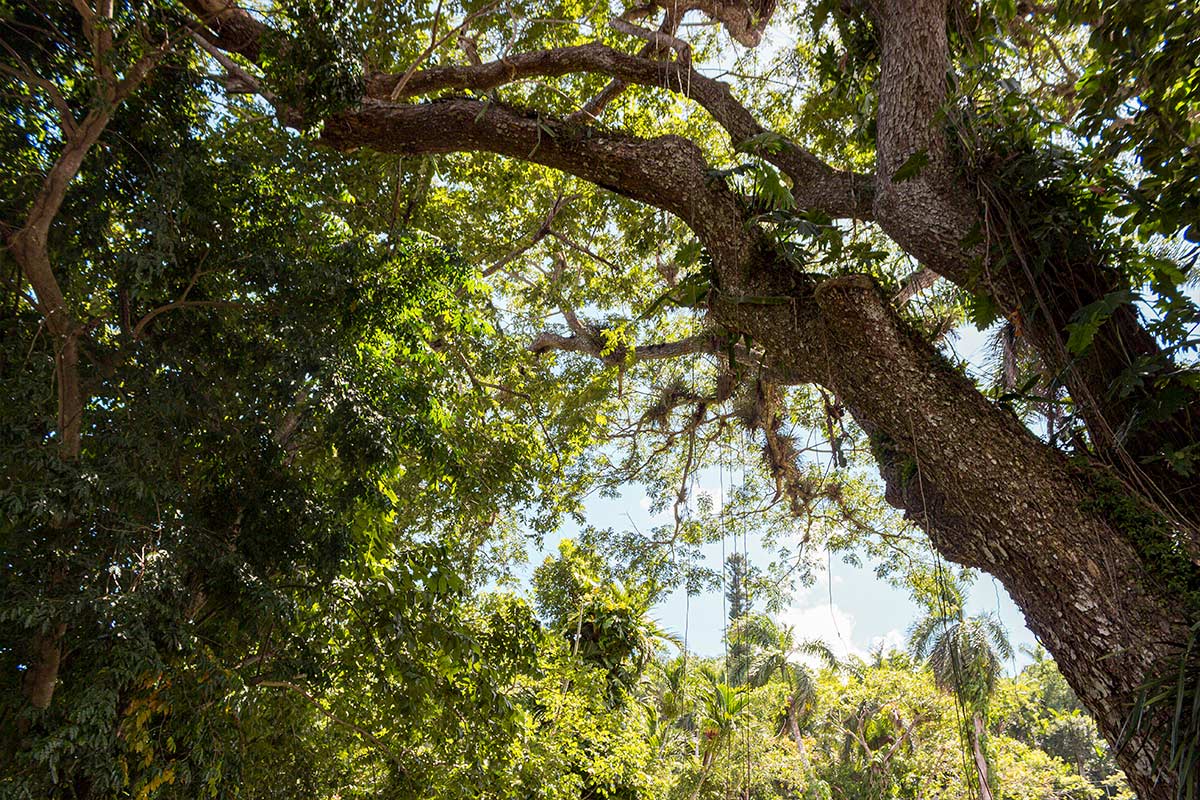 Projekte MyframedArt Myframed My framed Art Dominik Dirschmid Fotografie Fotograf Kuba Cuba Foto Natur Wald Baum Bäume Pflanze Licht