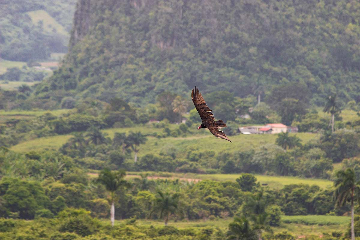 Projekte MyframedArt Myframed My framed Art Dominik Dirschmid Fotografie Fotograf Kuba Cuba Foto Vogel Wildife Wildleben Bokeh Flug Greifvogel