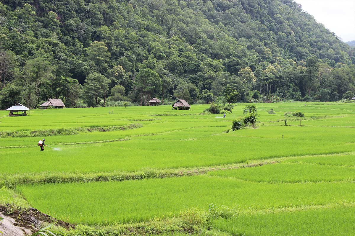 Projekte Thailand Dominik Dirschmid Fotografie Fotograf My Framed Art Myframed MyframedArt Website Foto Landschaft Natur Landwirtschaft Felder Reis Chemie