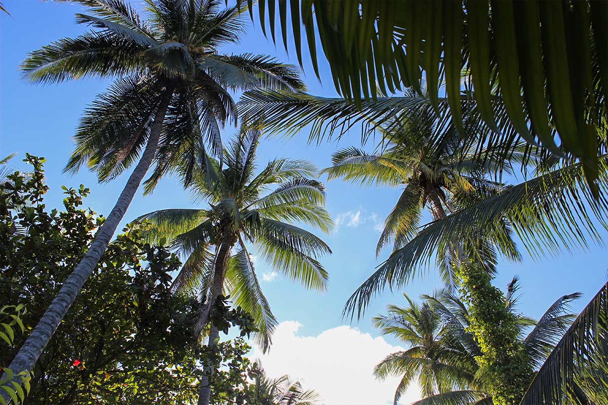 Projekte Thailand Dominik Dirschmid Fotografie Fotograf My Framed Art Myframed MyframedArt Website Foto Strang Urlaub Palme Palmen Baum Bäume Natur Landschaft