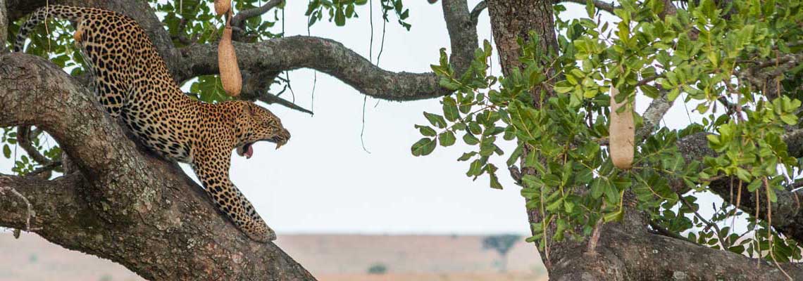 Vorschau Projekte Kenia Masai Mara Tierwelt Dominik Dirschmid Fotografie Fotograf My framed Art myframed myframedart Website Foto Bild München Leopard