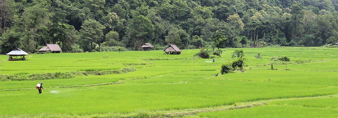 Vorschau Projekte Thailand Dominik Dirschmid Fotografie Fotograf My Framed Art Myframed MyframedArt Website Foto Feld Landschaft Natur Landwirtschaft Felder Reis Chemie