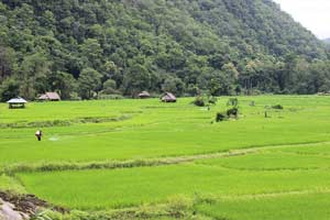 Vorschau Projekte Thailand Dominik Dirschmid Fotografie Fotograf My Framed Art Myframed MyframedArt Website Foto Feld Landschaft Natur Landwirtschaft Felder Reis Chemie