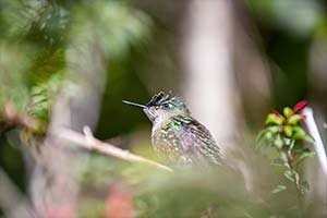 Vorschau Kategorien Patagonien Tierwelt Domink Dirschmid Fotografie Fotograf My framed Art myframed myframedart südamerika wildlife wildleben Vogel Kolibri Grün