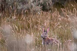 Patagonien Tierwelt Domink Dirschmid Fotografie Fotograf My framed Art myframed myframedart südamerika wildlife wildleben Hase Gras National Park Kategorie Vorschau