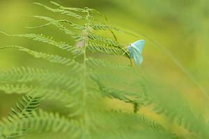 Vorchau Kategorien Projekte Norwegen tierwelt Dominik Dirschmid Fotografie Fotograf Website Natur München My Framed Art myframed art myframedart Insekt Schmetterling Farn